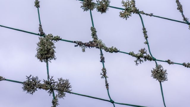 Çifte Şans mı, Beraberlikte İade mi? İki Güvenlik Ağını Karşılaştırıyoruz